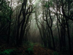 Was sind Primärwälder und warum müssen wir diese schützen