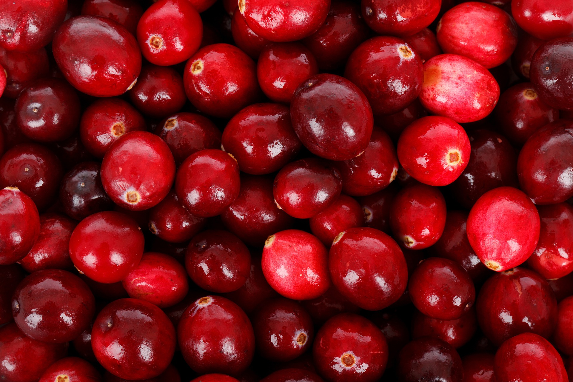 Vorteile von Cranberries für die Gesundheit des Gehirns